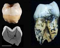 Arrival of modern humans in Southeast Asia questioned