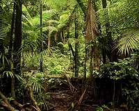 Amazonia's best and worst areas for carbon recovery revealed