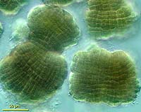 Algae Could Fuel Cars And Jobs