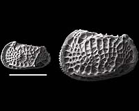 First Rule Of Evolution Suggests That Life Is Destined To Become More Complex