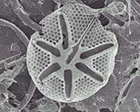 Algae may lead to new computer chips