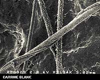 Tracking Down The First Steps Of Life On Earth