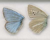 Butterfly pose helps solar panels boost efficiency