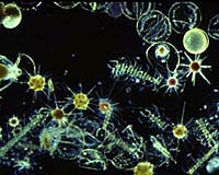Analysis: Acidic oceans may snarl food web