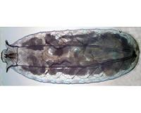 Breaking through insect shells at a molecular level