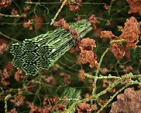 York scientists provide new insights into biomass breakdown