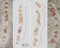 Collective behavior 480 million years ago