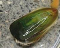 Living fossil genome decoded