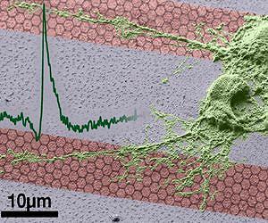 Graphene transistors give bioelectronics a boost