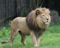 Australian zoo condemned for shooting lion