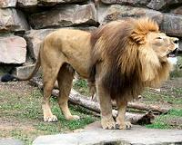 US dentist who killed Cecil the lion breaks silence