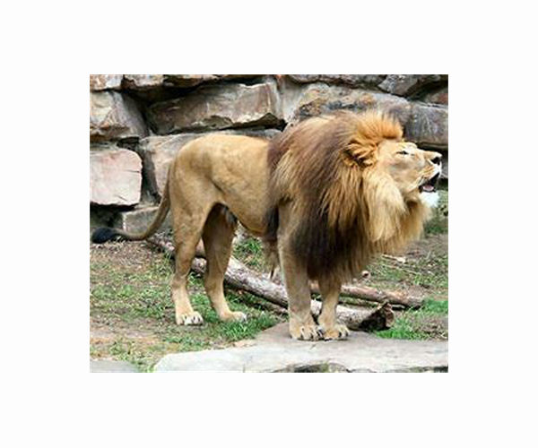 12 big cats evacuated from Ukraine arrive in Poland