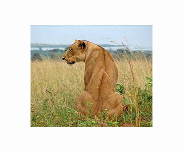 Has the wildlife 'Red List' let Africa's big cats down?