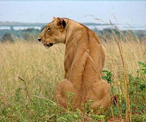 Lions are rapidly losing ground in Africa