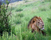 Research Uncovers Surprising Lion Stronghold In War-Torn Central Africa