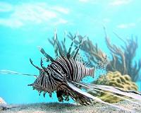 Scuba divers lead charge against invasive lionfish