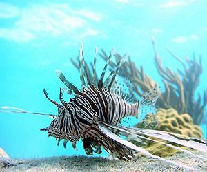 Invasive lionfish in Caribbean, Atlantic growing in numbers