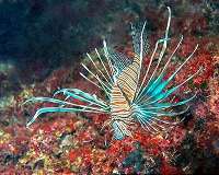 Lionfish invading the Mediterranean Sea
