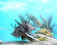 Lionfish Decimating Tropical Fish Populations And Coral Reefs
