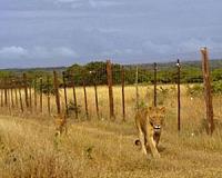 Lion numbers could be halved across much of Africa by 2035: study