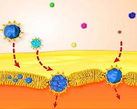 First time physicists observed and quantified tiny nanoparticle crossing lipid membrane
