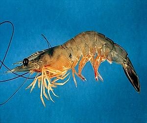 New Fish Feeds Made From Fish Byproducts
