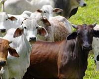 Australian technology allows cows' weights to be monitored from space