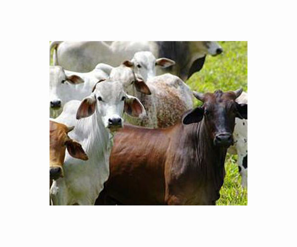 Carrefour still sells beef tied to Brazil deforestation: NGO