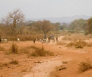 Climate: Poor nations most at risk from plant loss