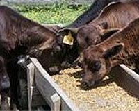 China to tighten control of feed industry: state media