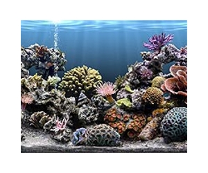 Top marine scientists warn reefs in rapid decline