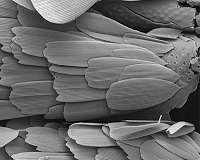 Moths and butterflies existed during Jurassic era long before flowering plants