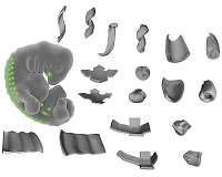 Engineers hack cell biology to create 3-D shapes from living tissue
