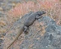 Cold-blooded animals grow bigger on land, but smaller in water