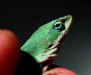 Researchers find our inner reptile hearts
