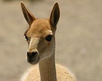 The Vicuna Is Back From The Brink In South America