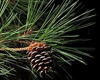 In the genome of loblolly pine lies hope for better resistance to a damaging disease