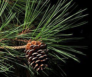 Improved Loblolly Pines Better for the Environment