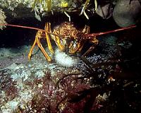 Spiny lobsters make raspy noises that can be heard nearly 2 miles away