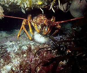 Scientists to replenish lobster population with help from wind farm