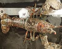 Disease, warming oceans rock lobster and sea star populations