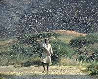 Nepal offers locust bounty as swarms threaten crops