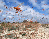China warns locusts threaten grain harvest