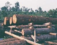 Myanmar jails Chinese nationals for illegal logging: report