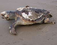 Reducing collateral damage of endangered bycatch