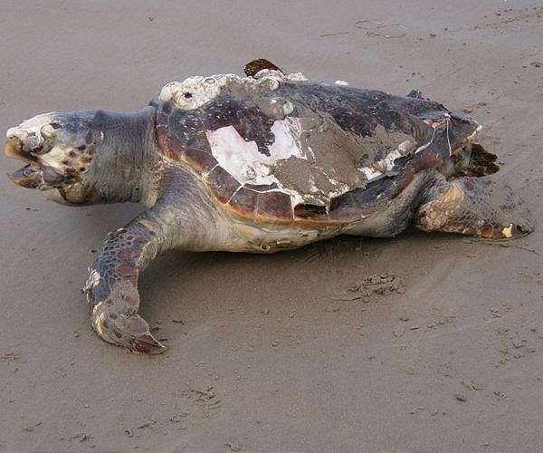 Under US pressure, Mexico probes loggerhead sea turtle deaths