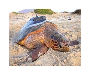 Nesting Gulf Loggerheads Face Offshore Risks
