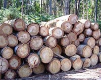 Genome could unlock eucalyptus potential for paper, fuel and fiber