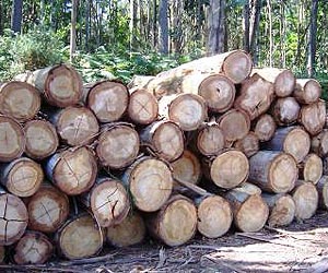 Cameroon Timber Tax Shows Problems Distributing REDD Payments To Locals