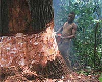 Greenpeace calls for clear logging policies in DR Congo